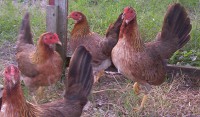 GALLINAS SUADER PURA